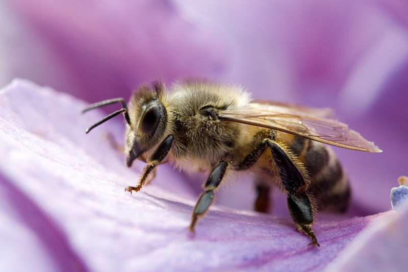 animals, nature, pollination, animal, close-up, macro, photography, NO LIMITS, rossano veneto, pollen, honey, 虫, macro photography, Bee, Photos, flower