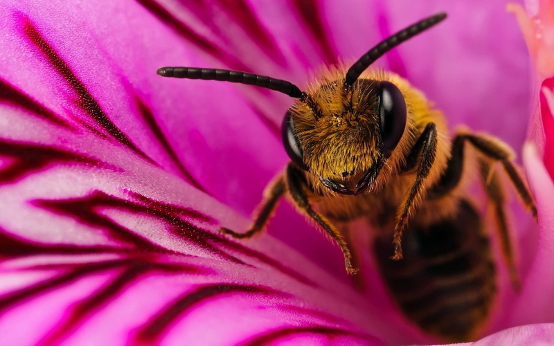black, springtime, plant, one animal, green Color, animals in the wild, summer, macro, fragility, animal wildlife, bumblebee, animal wing, brown, honey Bee