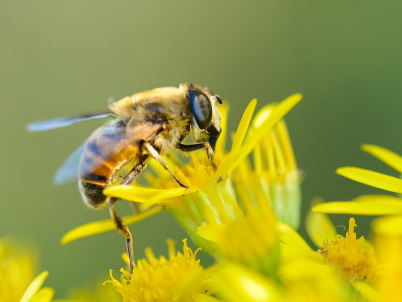 honey bee, animal themes, pollination, honeybee, flower, flowering plant, vulnerability, petal, bee, freshness, close-up, animal, closeup, one animal, no people