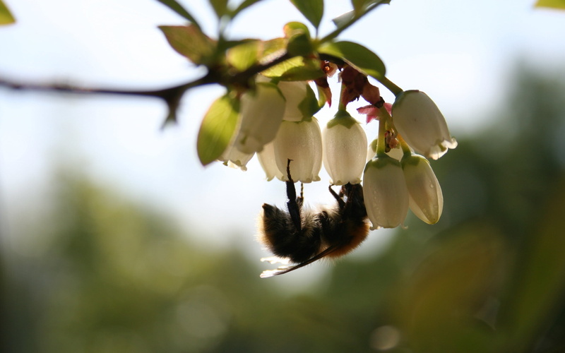 summer, blossom, bee, springtime, flowering plant, selective focus, apple Tree, season, flowers, freshness, orchard, bud, yellow, honeybee, nature, growth