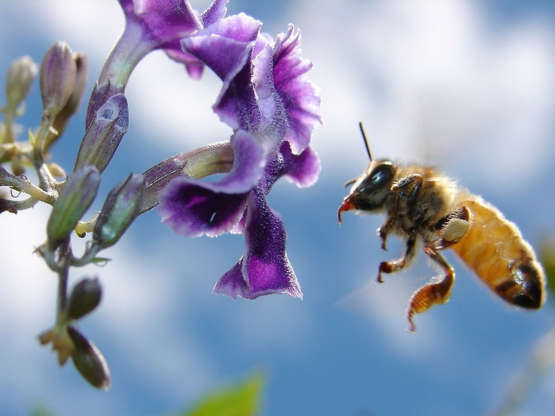 animal Wing, flower Head, working, bumblebee, flower, brown, invertebrate, blue, animal, honey, flight, beauty In Nature, macro, green Color, one animal