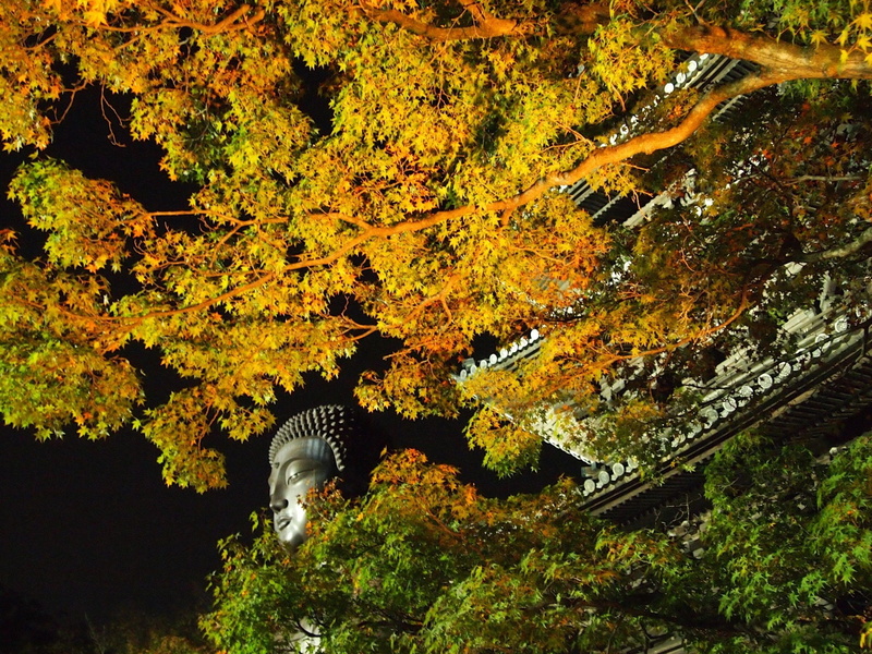 Fall, Night, Nagoya, Japan, Temple, 1080P, Temples