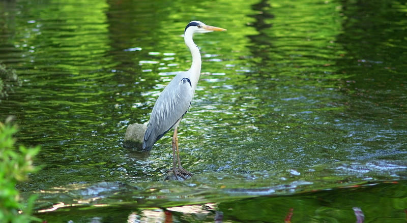 animals in the wild, day, Green, gray heron, Rock, reflection, Japan, Nagoya, Animals, bokeh, Nature, Birds, animal, green color, animal wildlife, animal themes