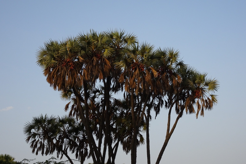 day, nagoya beach, 4K, gingerbread tree, tree, tree trunk, multi-branched, hokka tree, no people, palm tree, growth, low angle view, coconut palm tree