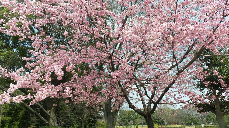 growth, park, no people, freshness, cherry blossom, low angle view, japan, tree, flowering plant, nature, blossom, pink color, day, spring, cherry tree