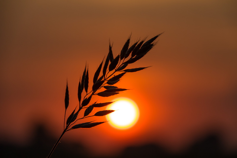 nature, morning, sunlight, f/3.5, state, iso_speed, ef, exif, country, Söderslätt, canon, ƒ / 7, city, s18, 760d, over the horizon, 5K, horizon, gräs