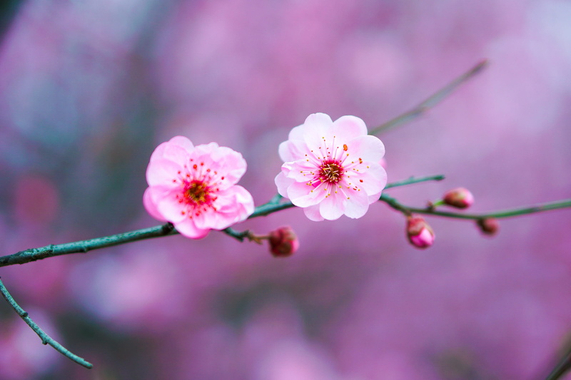 cherry blossom, no people, pink color, petal, 4K, tree, beauty in nature, outdoors, freshness, pollen, spring, close-up, flower, flowering plant, plant