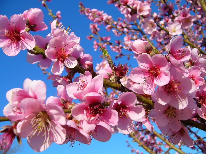 flower Head, pink Color, fragility, cherry blossom, freshness, plant, spring, low angle view, no people, pink, season, day, beauty in nature, selective