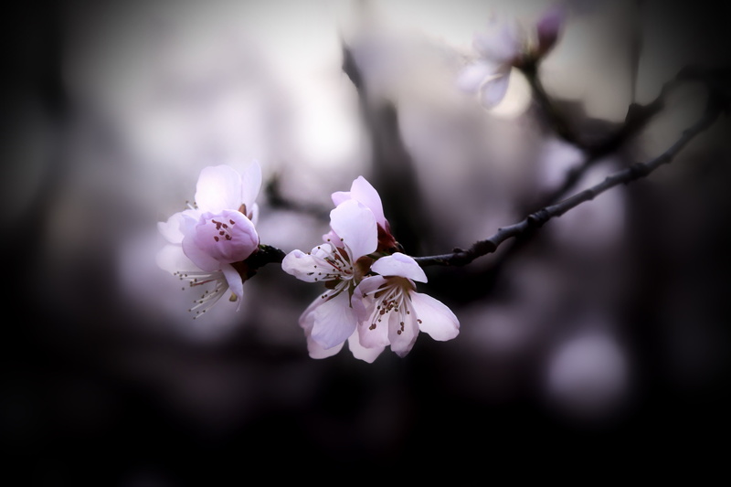 cherry Blossom, flower, plant, pink Color, blossom, branch, flower Head, season, vulnerability, cherry tree, freshness, focus on foreground, pollen, outdoors