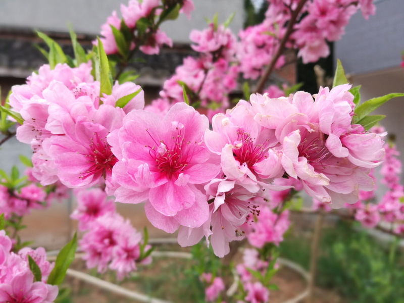 beauty in nature, vulnerability, plant, growth, spring, inflorescence, flowering plant, botany, softness, focus on foreground, lilac, nature, flower head