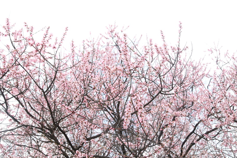 spring, pink color, 5K, branch, plant, pink, cherry tree, growth, no people, tree, sky, flower, peach blossom, plum blossom, day, nature, springtime, flowering plant