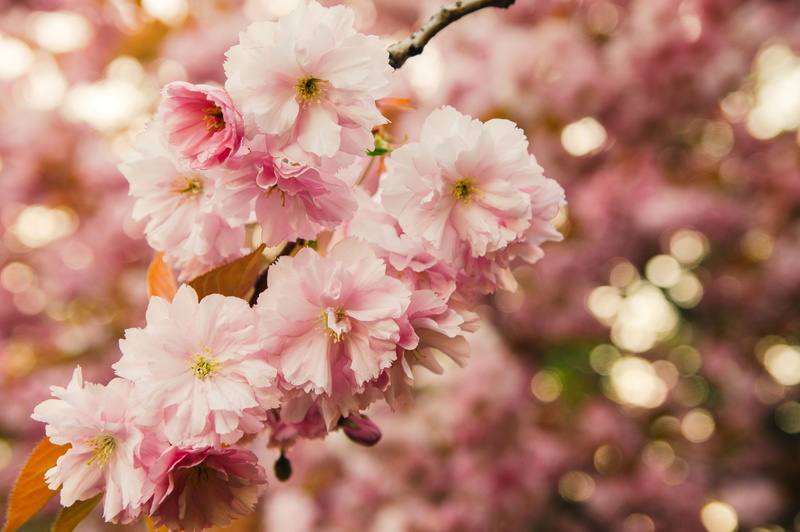 flowers, focus on foreground, nature, pink Color, Sakura, bokeh, flower, branch, backgrounds, 4K, plum blossom, flowering plant, blossoming, springtime