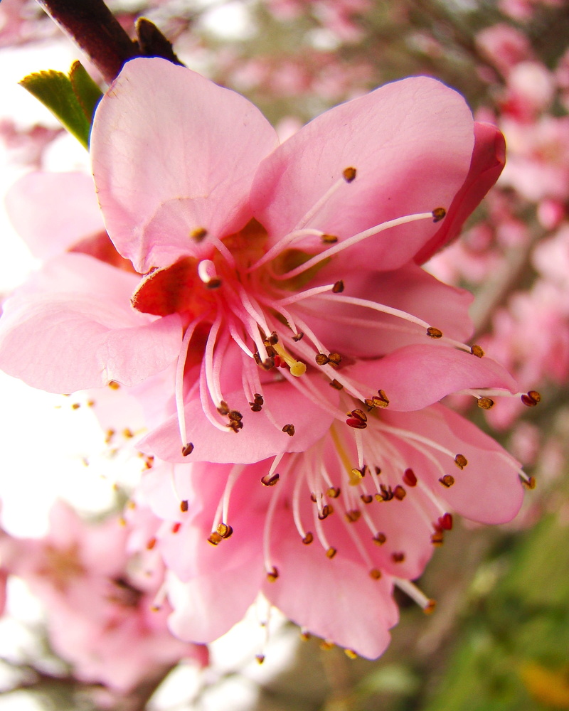 botany, fragility, day, pollen, 2K, flower head, freshness, blossom, beauty in nature, outdoors, no people, spring, springtime, pink, flower, b, garden