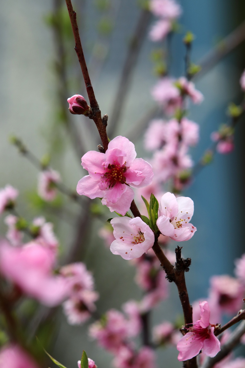april, flower, flowering plant, inflorescence, blossom, spring flowers, season, plants, copy flower, nature, garden, close-up, wood, the shining, twig