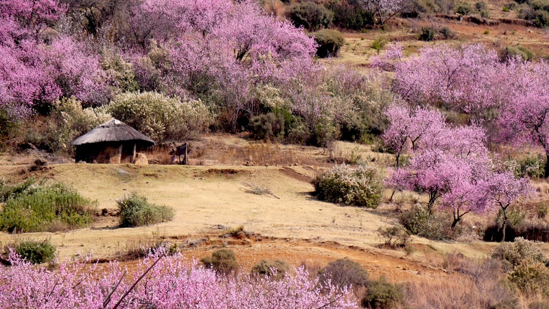 fragility, freshness, outdoors, field, beauty in nature, flowering plant, view, flower, nature, tree, purple, blossom, aerial, pink Color, landscape, plant