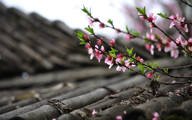 fragility, plant, twig, day, cherry tree, focus, flowers, selective focus, pink, growth, flowering plant, branch, outdoors, surface level, vulnerability