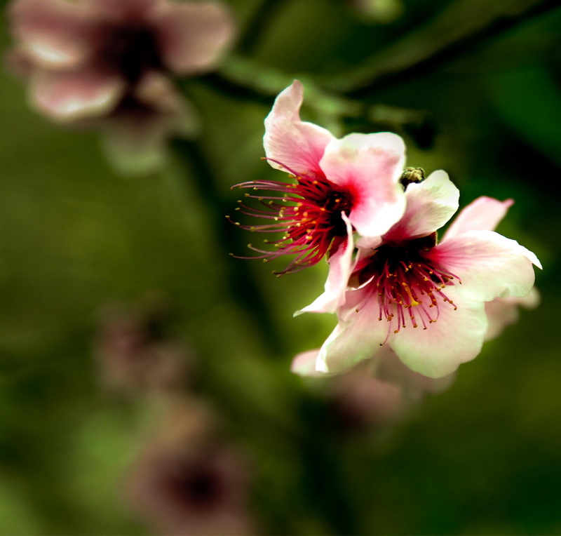 tree, pod, pink, nature and landscapes, peach, blossoms, 1080P, spring