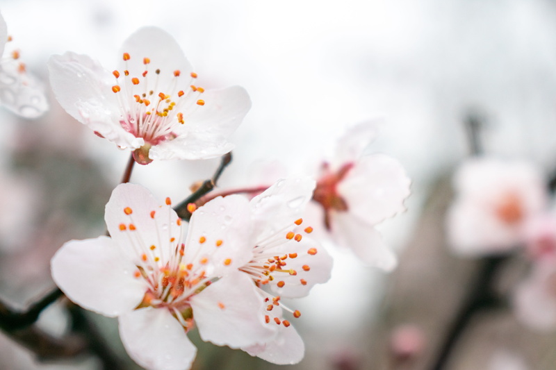tree, blossom, spring, stamen, flowering plant, outdoors, springtime, fragility, petal, white, 5K, no people, flower, beauty in nature, vulnerability