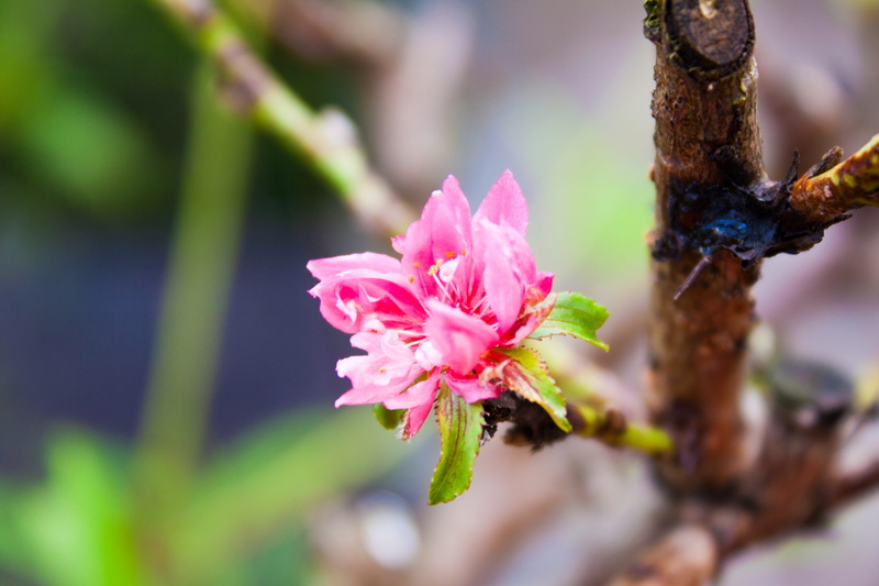 selective focus, flower head, freshness, petal, pink, summer, day, growth, red, flowering plant, hoa d, plant, no people, sakura, floral, daisy, vietnam
