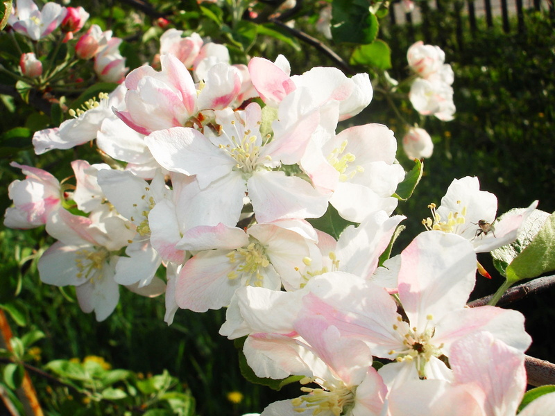 bunch of flowers, inflorescence, tree, formal Garden, no People, peach, lilac, flowering plant, fragility, 720P, cherry blossom, beauty In Nature, green Color