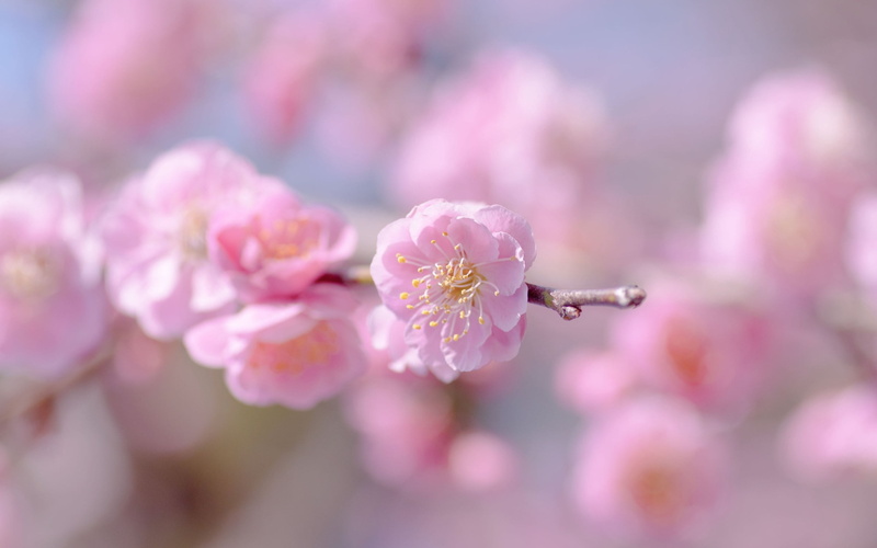 tree, sakura, flowers, cherry Blossom, 2K, flower Head, petals, softness, growth, botany, close-up, inflorescence, cherry, flower, summer, cherry tree
