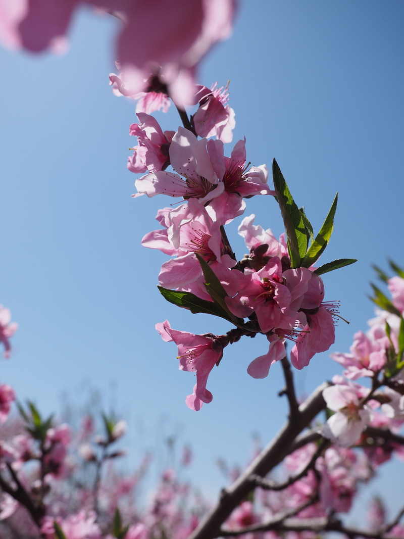 branch, flower, petal, growth, spring, close-up, outdoors, low angle view, bunch of flowers, springtime, tree, day, freshness, peach blossom, cherry blossom