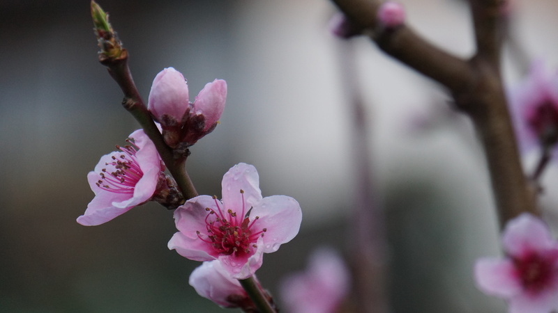 springtime, macro, orchard, easter, 5K, freshness, cherry tree, fragility, vulnerability, branch, spring magic, paradise, flowers, pink, blütenzauber