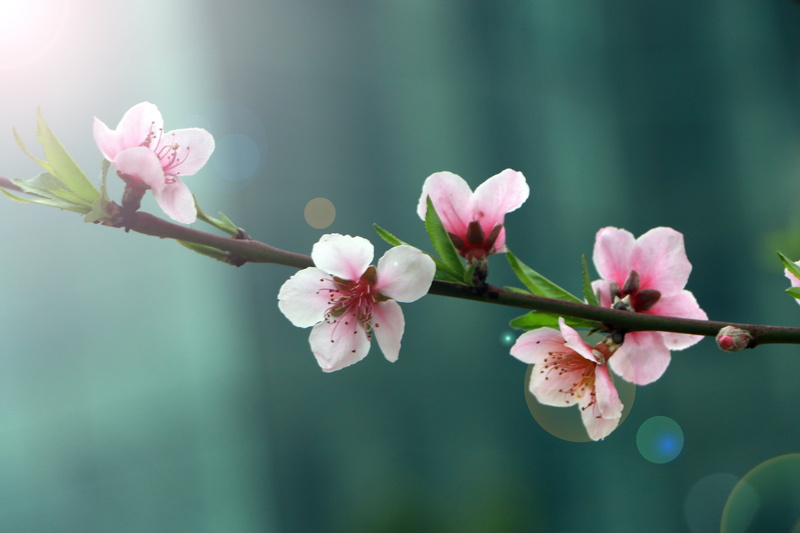 peach blossom, cherry blossom, spring, no people, nature, blossom, fragility, photography, outdoors, selective, 5K, vulnerability, petaled, flower Head