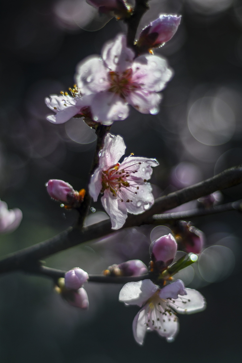 outdoors, flowering plant, plant, peach, flora, blossom, branch, day, bloom, beauty in nature, pink, tree, selective focus, close-up, blooming, fragility