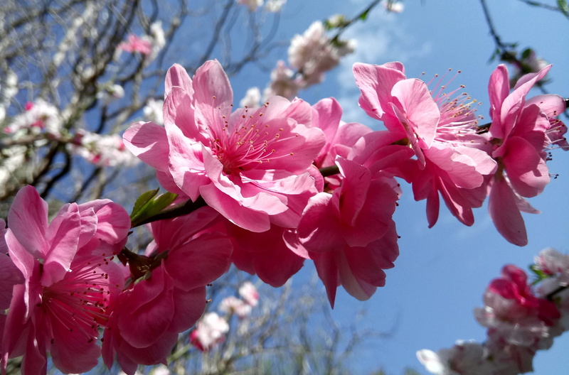 cherry blossom, focus on foreground, blue sky, spring, no people, blossom, flower, day, inflorescence, pink, pink color, fruit tree, springtime, pollen