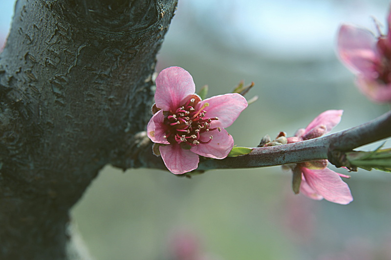 flowering plant, blooming, pollen, outdoors, focus on foreground, cherry blossom, no people, growth, tree, spring, flower, cherry tree, close-up, blossom