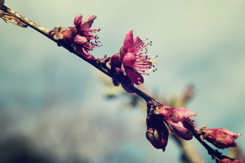 peach tree, no people, selective focus, 5K, ялта, petal, treeblossom, peach, beauty in nature, day, bud, crimea breeze residence, flowers, dead plant