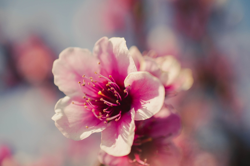 flower, flowering plant, pink color, fruit, photography, nature, earth, selective focus, focus on foreground, planet, geranium, 4K, blossom, hibiscus