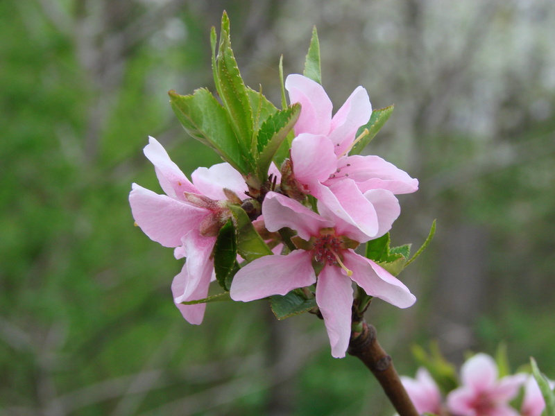 blossom, peach, cherry blossom, day, pollen, focus on foreground, close-up, inflorescence, flower head, freshness, flowering plant, nature, peach blossoms