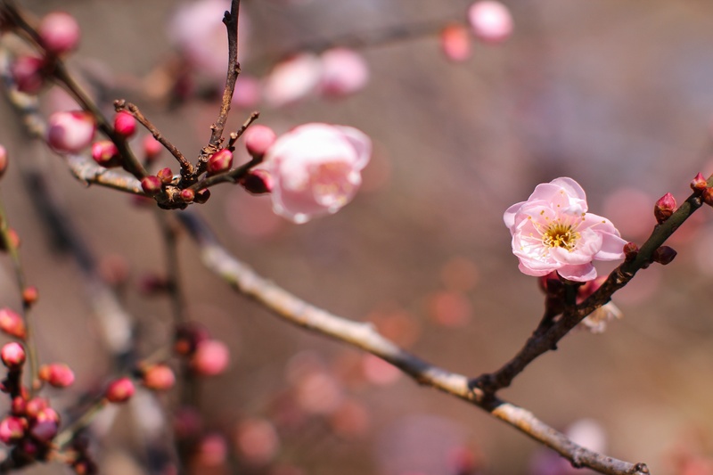 flower Head, flowers, flowering plant, scenic views, tree wood, branch, peach red, vulnerability, fragility, plum blossom, cherry tree, growth, petal, shallow