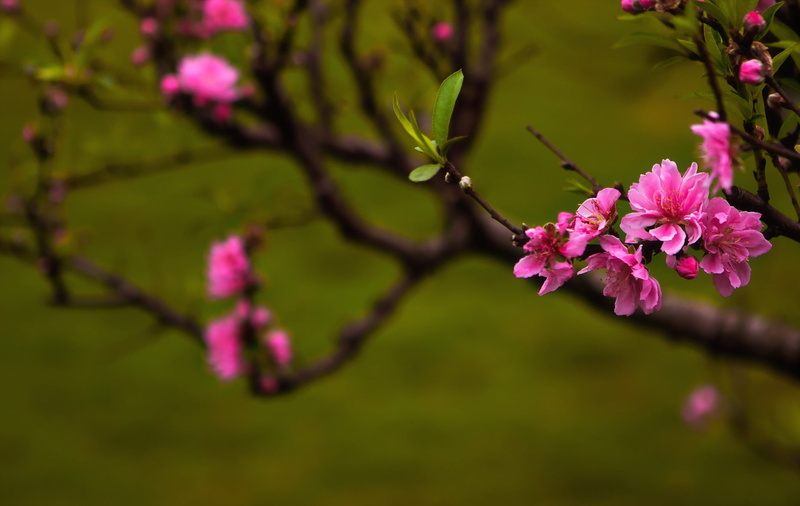 cherry blossom, freshness, plant, pink color, selective focus, close-up, spring, flower, fragility, Peach blossoms, petal, growth, nature, flowering plant