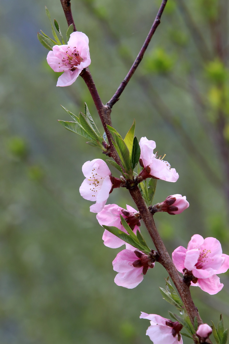 spring, garden, no people, flowering plant, softness, day, focus on foreground, pollen, flowers, season, beauty in nature, close-up, flowering, nature