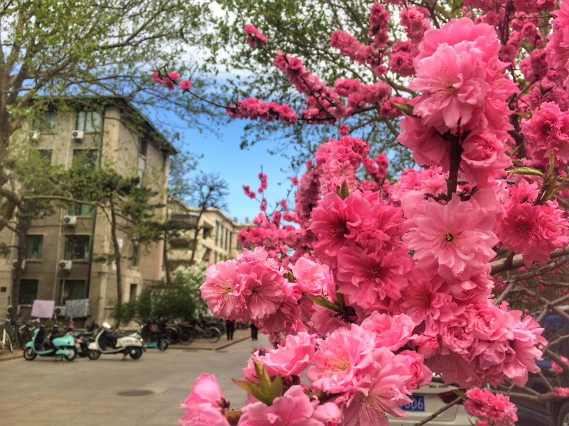 day, close-up, tree, nature, fragility, flower, spring, vulnerability, plant, springtime, cherry tree, flower head, growth, flowering plant, bunch of flowers