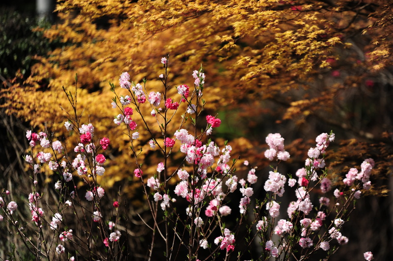 spring, 4K, flowering plant, autumnal leaves, field, outdoors, day, vulnerability, close-up, tree, fragility, springtime, beauty in nature, no people