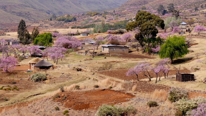 plant, trees, building, nature, mountain, spring, land, scenics - nature, growth, near, landscape, house, building exterior, no people, peach blossom, high angle view