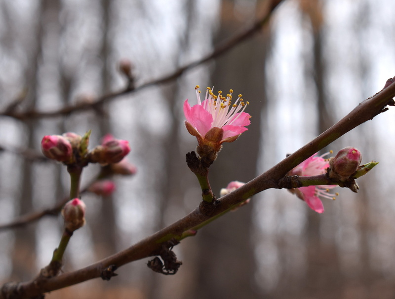 Peach Tree, plum blossom, growth, 2K, colorful, day, flower, pink color, garden, branch, twig, petal, beauty in nature, spring, nature, bloom, fragility
