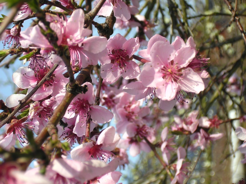 fragility, vulnerability, no people, freshness, springtime, close-up, cherry tree, pink, peach blossom, outdoors, bunch of flowers, flowering plant, tree