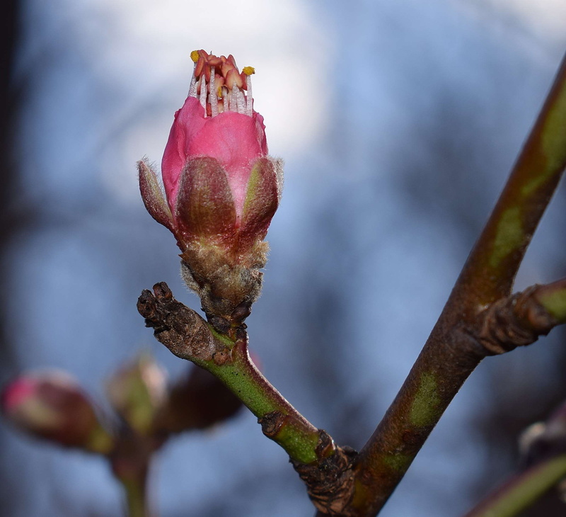 inflorescence, focus on foreground, pink, petal, vulnerability, flower head, outdoors, close-up, beauty in nature, spring, plant, garden, peach blossom bud opening