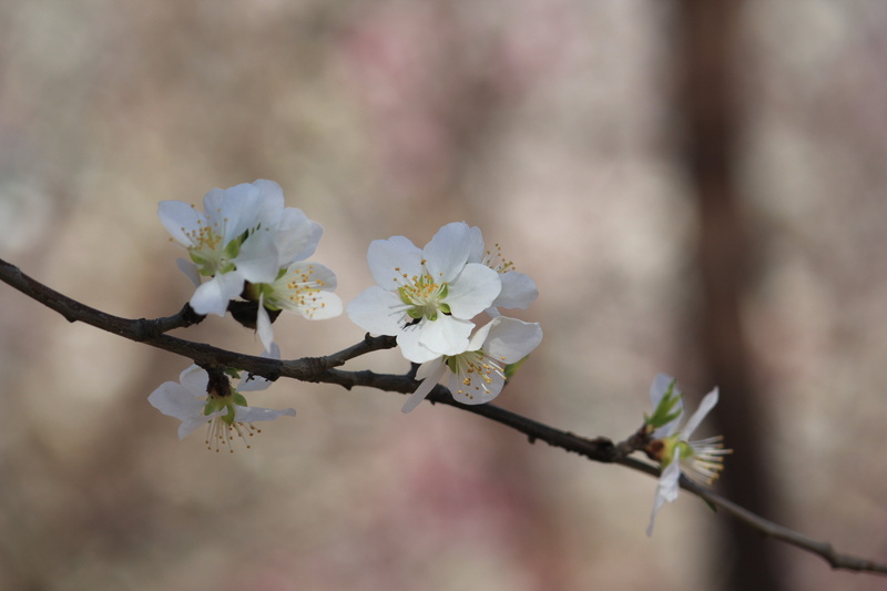 tree, freshness, fruit tree, season, 5K, close-up, plant, outdoors, no people, vulnerability, white, beauty in nature, pollen, spring, blossom, cherry tree
