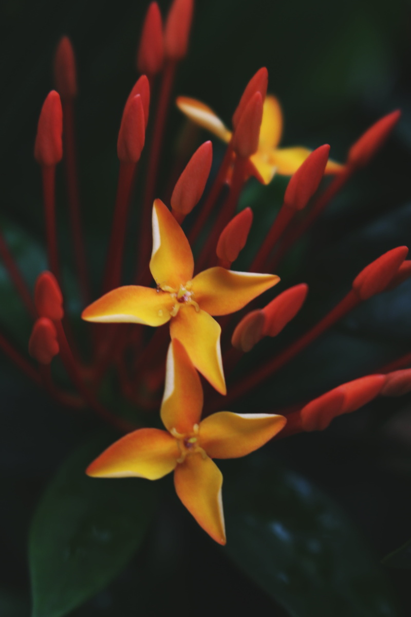 photo, no people, pink, closeup, macro, petals, flower head, 5K, photography, close-up, flower, stalks, ixora, freshness, inflorescence, focus on foreground