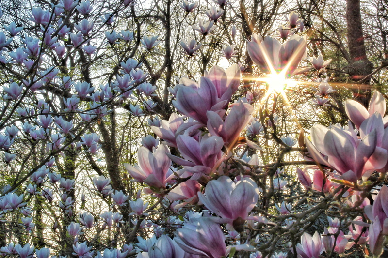 growth, plant, fragility, beautiful, sunlight, floral, springtime, no people, cherry blossom, sky, flowering plant, 5K, flower head, sunbeam, noble, bud