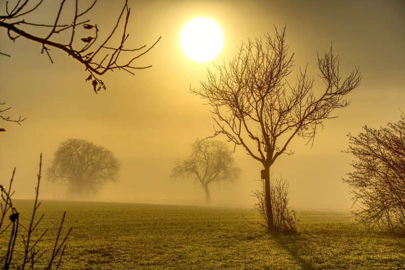 tranquil scene, land, nature, hdr, branches, high dynamic range, yellow, haze, sunset, contrast, horizon, aesthetic, sun, tree, fog, dazzle, outdoors, mood
