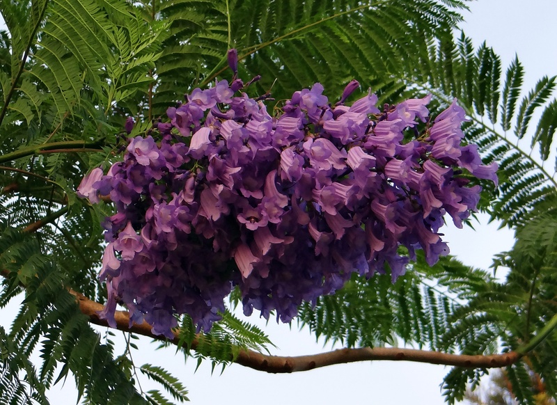 sky, no people, flower, tree, bunch of flowers, jacaranda, purple, petal, india, blue jacaranda, plant, growth, jacaranda mimosifolia, flowering plant