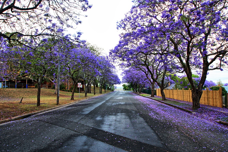 purple, travel, flower, flowering plant, park, tree, 4K, vibrant, day, sky, no people, city, cherry blossom, growth, road, nature, plant, landscape, transportation