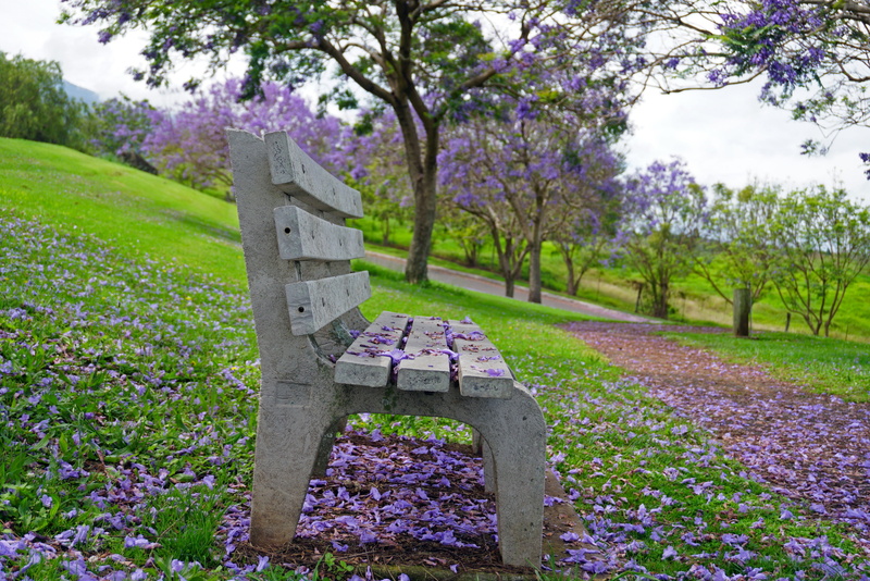 day, springtime, flowerbed, outdoors, tranquility, park bench, park - man made space, flowering plant, tree, beauty in nature, purple, freshness, jacaranda
